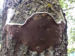 Attēlu rezultāti vaicājumam “Phellinus tremulae”