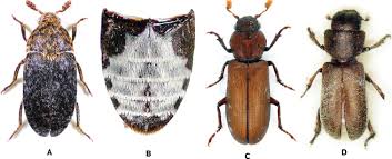 Attēlu rezultāti vaicājumam “Dermestidae”