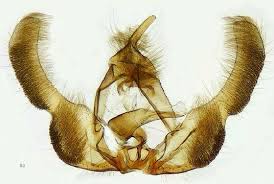 Attēlu rezultāti vaicājumam “Epinotia trigonella”