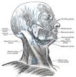 Superficial cervical lymph nodes - Wikipedia, the free encyclopedia