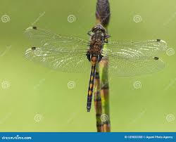Attēlu rezultāti vaicājumam “Leucorrhinia rubicunda male”