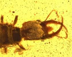 Attēlu rezultāti vaicājumam “Ephemeroptera larvae”