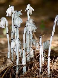 Attēlu rezultāti vaicājumam “Plantago uniflora flower”