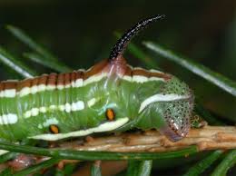Attēlu rezultāti vaicājumam “Sphinx pinastri larva”