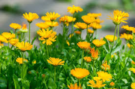 Attēlu rezultāti vaicājumam “Calendula officinalis flower”