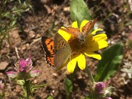 Attēlu rezultāti vaicājumam “Craterium aureonucleatum young”