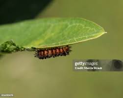 Attēlu rezultāti vaicājumam “Arctia caja larva”