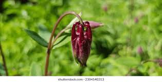 Attēlu rezultāti vaicājumam “Aquilegia vulgaris bud”