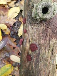 Attēlu rezultāti vaicājumam “Stemonitopsis amoena stalked”