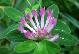 Attēlu rezultāti vaicājumam “Trifolium medium”