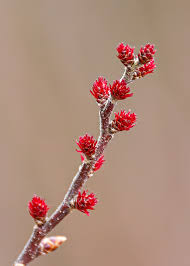 Attēlu rezultāti vaicājumam “Myrica gale male flower”