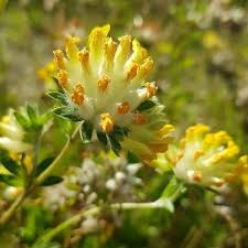 Attēlu rezultāti vaicājumam “Anthyllis vulneraria”