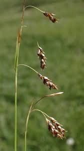 Attēlu rezultāti vaicājumam “Carex capillaris”