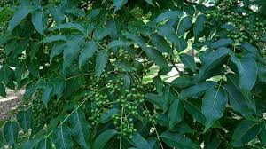Attēlu rezultāti vaicājumam “Phellodendron amurense leaf”
