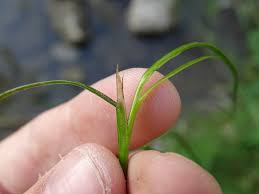 Attēlu rezultāti vaicājumam “Stuckenia filiformis”