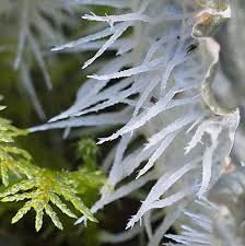 Attēlu rezultāti vaicājumam “Peltigera canina”