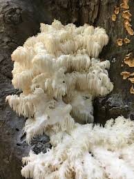 Attēlu rezultāti vaicājumam “Hericium coralloides”