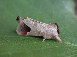 Attēlu rezultāti vaicājumam “Clostera curtula”