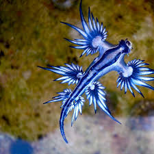 Image result for Cyanea capillata