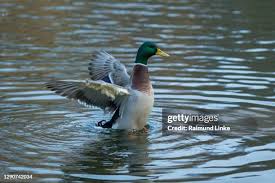 Attēlu rezultāti vaicājumam “Anas platyrhynchos male”
