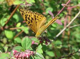 Attēlu rezultāti vaicājumam “Argynnis laodice male”