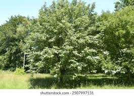 Attēlu rezultāti vaicājumam “Sorbus aria”