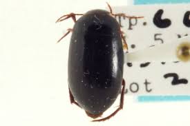 Attēlu rezultāti vaicājumam “Ilybius sp.”