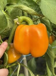 Afbeeldingsresultaat voor californian wonder golden sweet pepper