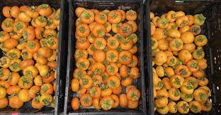 Image result for sharon fruit