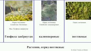 Attēlu rezultāti vaicājumam “Pottiales”