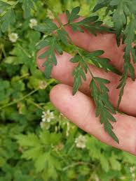 Attēlu rezultāti vaicājumam “Peucedanum palustre”