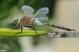 Attēlu rezultāti vaicājumam “Anax parthenope”