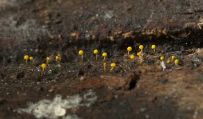 Attēlu rezultāti vaicājumam “Physarum viride macro”