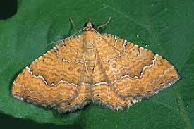 Attēlu rezultāti vaicājumam “Camptogramma bilineata”