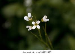 Attēlu rezultāti vaicājumam “Cardamine amara flower”