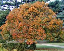 Attēlu rezultāti vaicājumam “Crataegus persimilis”