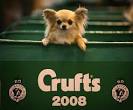 CRUFTS Dog Show