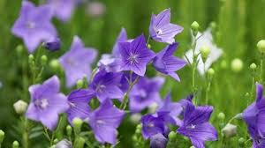 Attēlu rezultāti vaicājumam “Viola uliginosa flower”