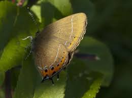 Attēlu rezultāti vaicājumam “Satyrium pruni”