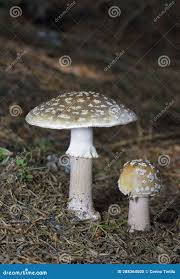 Attēlu rezultāti vaicājumam “Amanita excelsa”