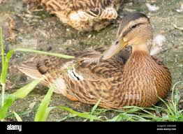 Attēlu rezultāti vaicājumam “Anas platyrhynchos juvenile”