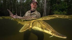 Image result for Acipenser desotoi