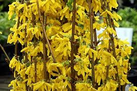 Attēlu rezultāti vaicājumam “Forsythia intermedia”