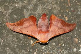 Attēlu rezultāti vaicājumam “Endromidae”