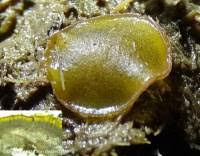 Attēlu rezultāti vaicājumam “Ascobolus furfuraceus”