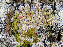 Attēlu rezultāti vaicājumam “Lecanora argentata”