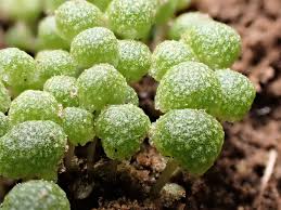 Attēlu rezultāti vaicājumam “Bryum funkii macro”