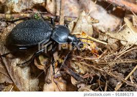 Attēlu rezultāti vaicājumam “Carabus coriaceus”