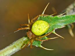 Attēlu rezultāti vaicājumam “Araniella male”