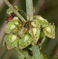 Attēlu rezultāti vaicājumam “Rumex aquaticus bud”